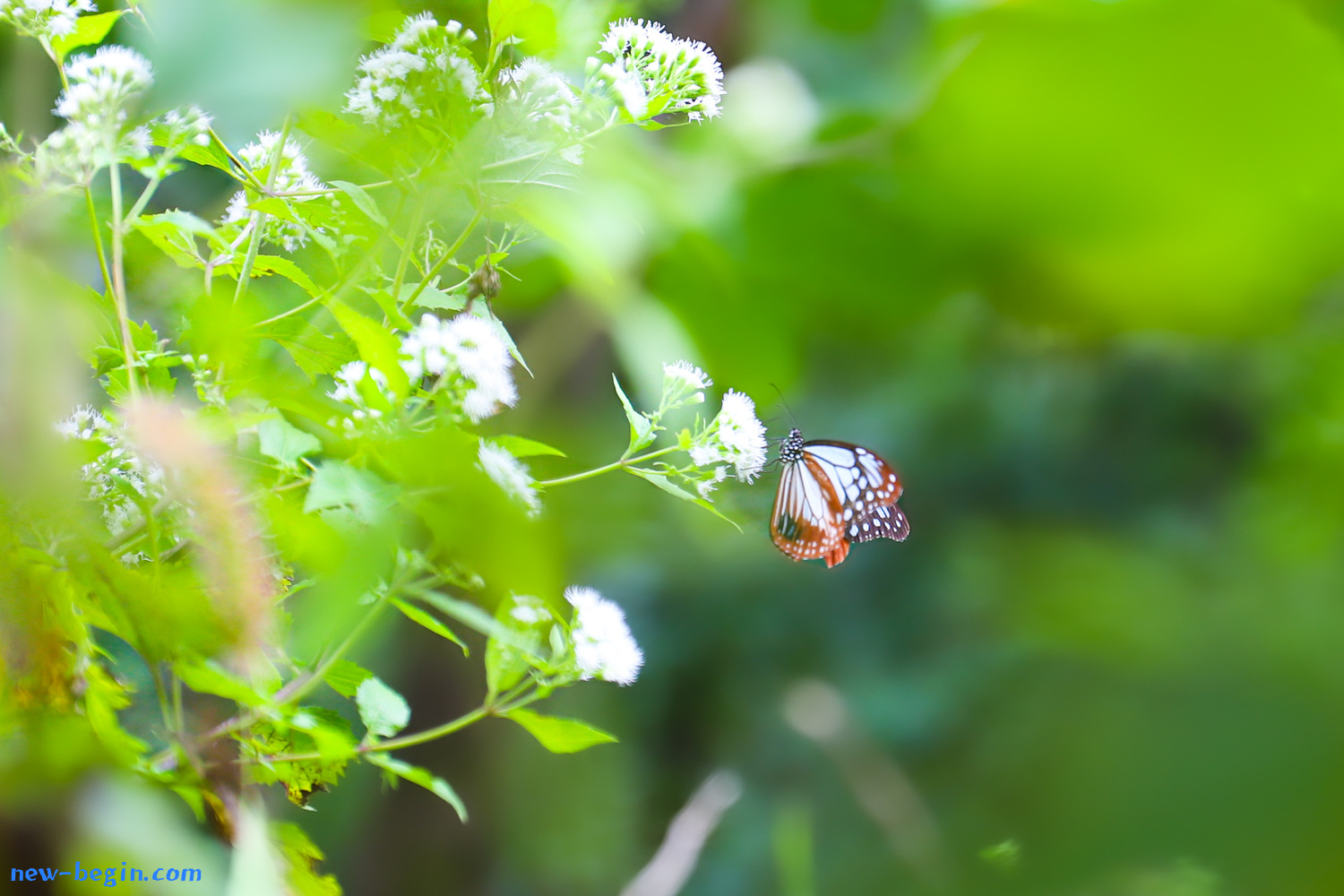 4FD361EC-23F6-4454-879C-1ED797C39EB8.jpeg