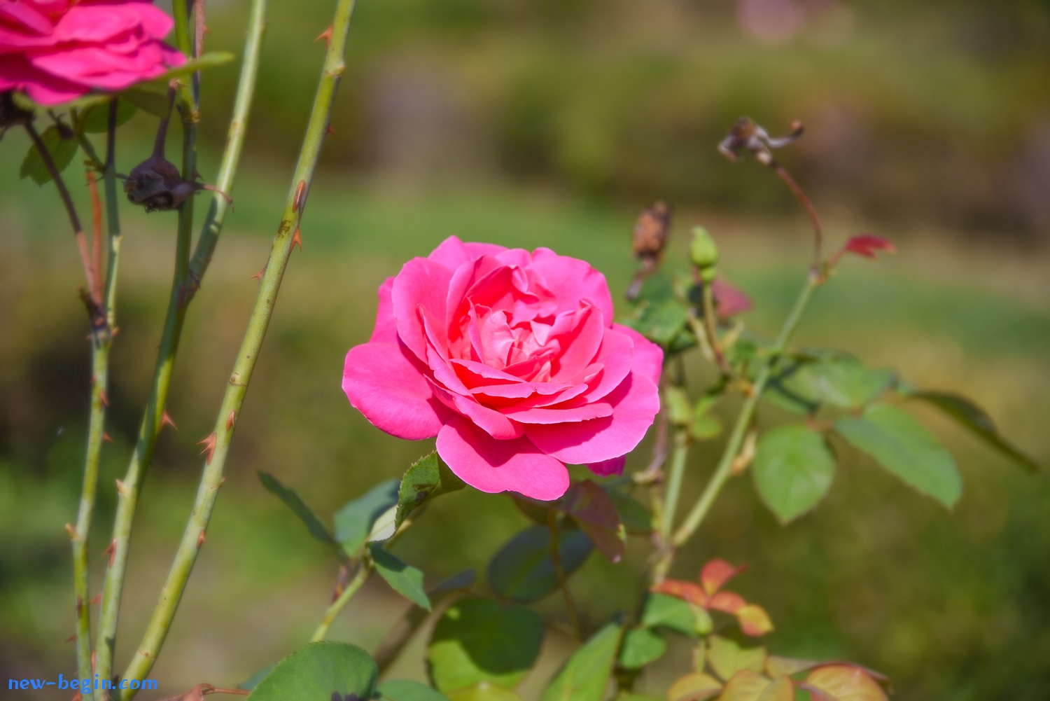 CACF39D7-C6AF-4A2E-B489-71F495E24F9E.jpeg