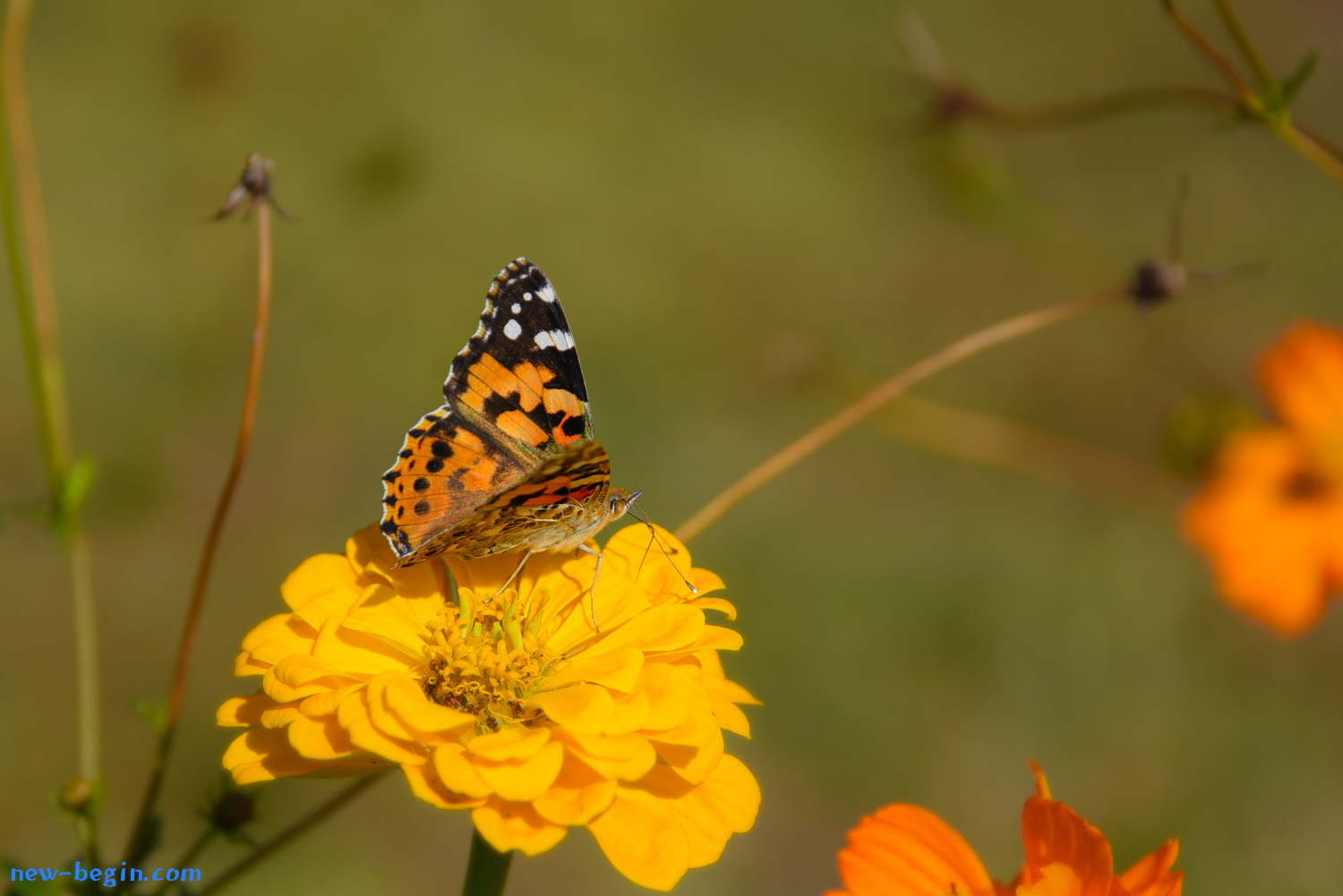D272125E-922C-44A9-A356-293783D4CCFB.jpeg