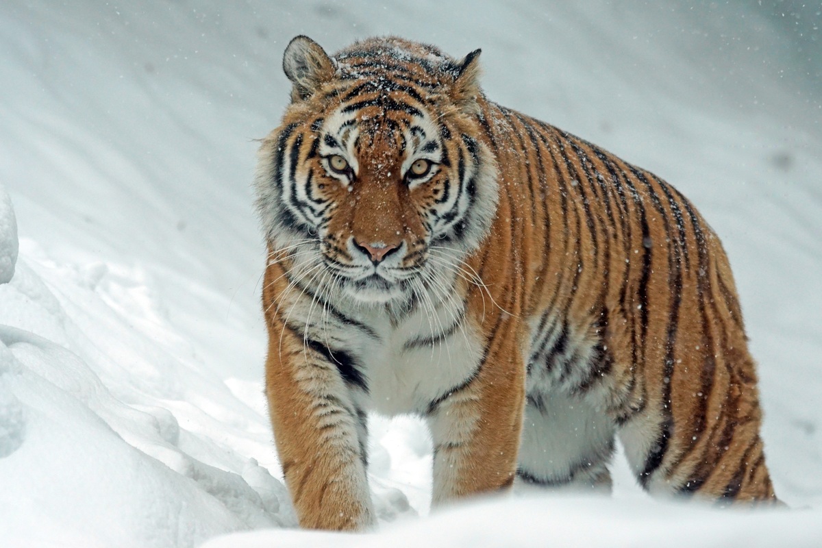 tiger-1975790.jpg