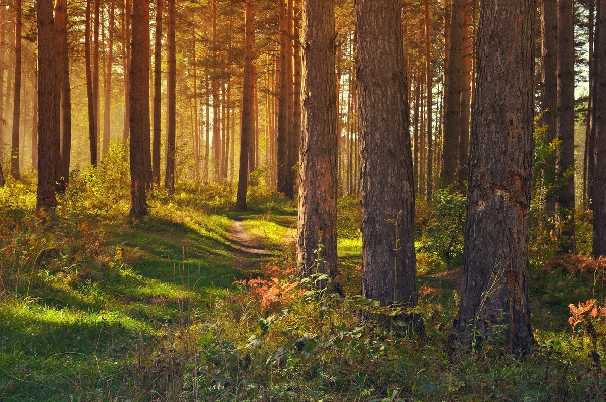 forest-89179_1920.jpg