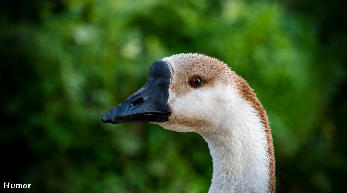 goose-6392301_1920.jpg