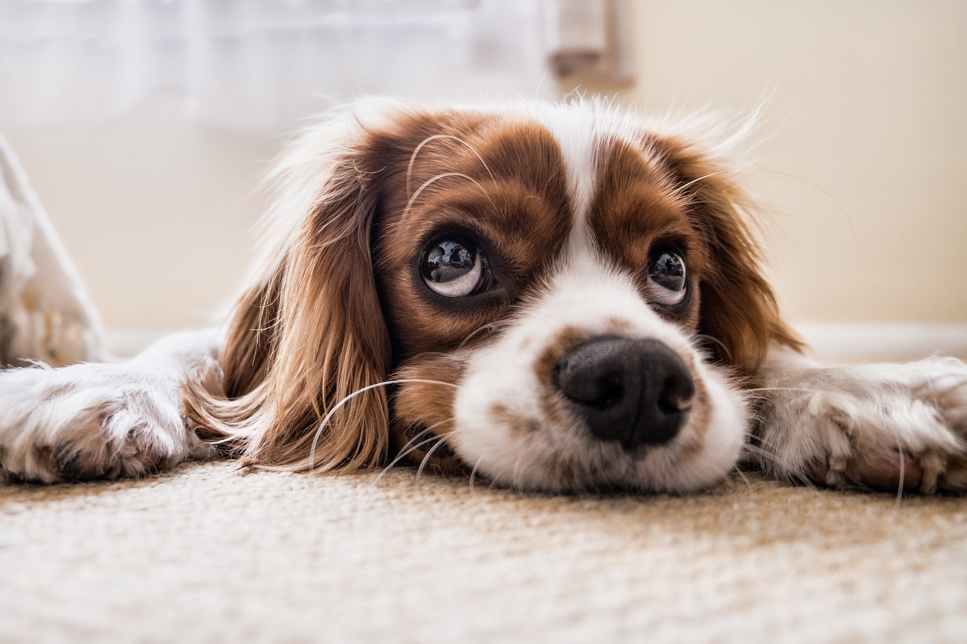 cocker-spaniel-g82344e12f_1920.jpg