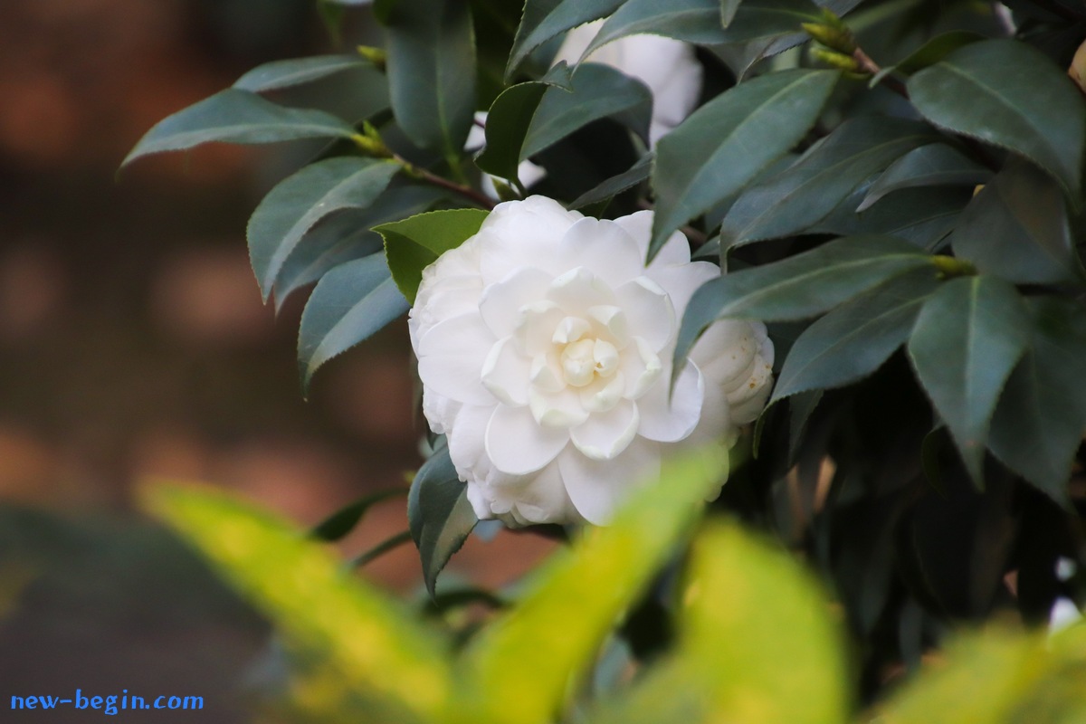 2CEC25F4-E613-4D5C-842B-8DBFABB42273.jpeg