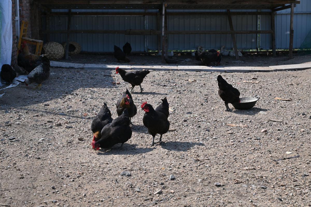 DSC_0786.JPG