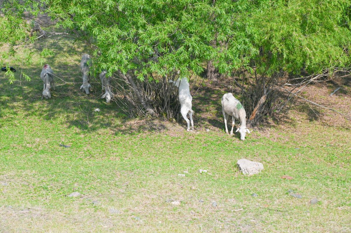 DSC_0816-713.jpg
