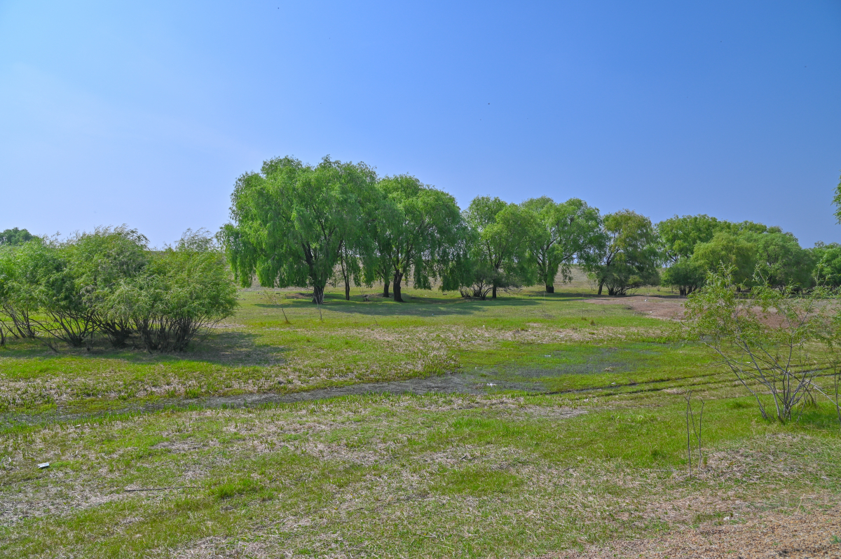 DSC_0746-702.jpg