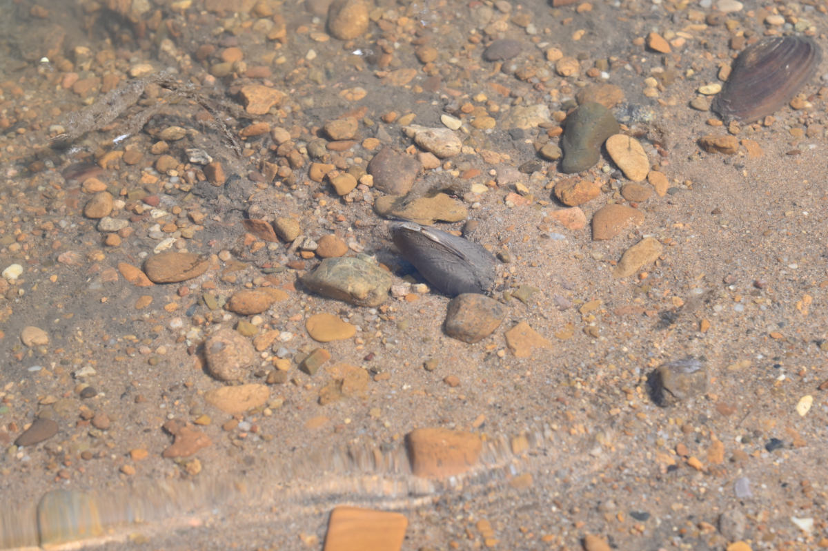 DSC_0717.JPG