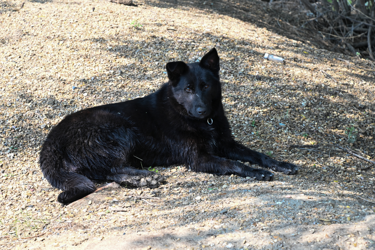 DSC_0729-699.jpg