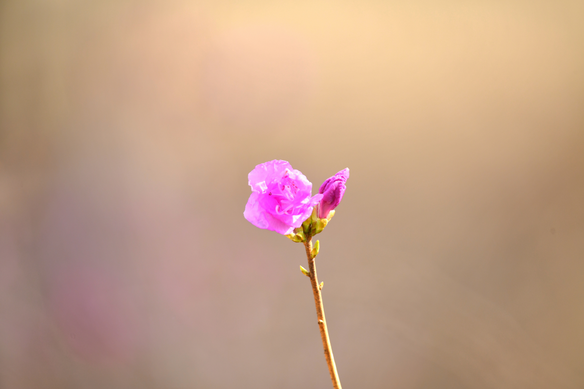 DSC_3712.JPG