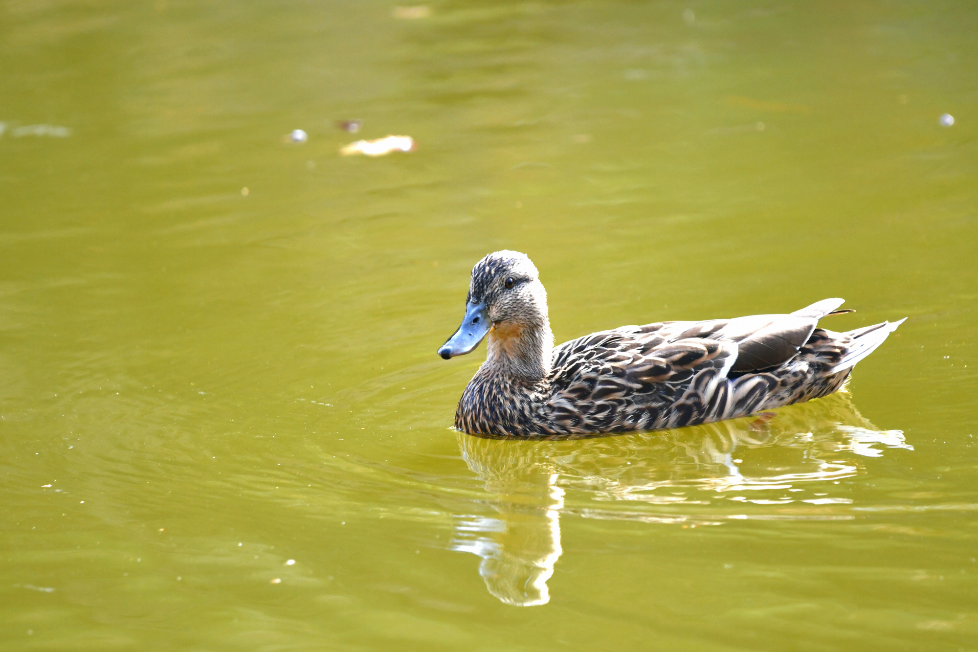DSC_3804.JPG