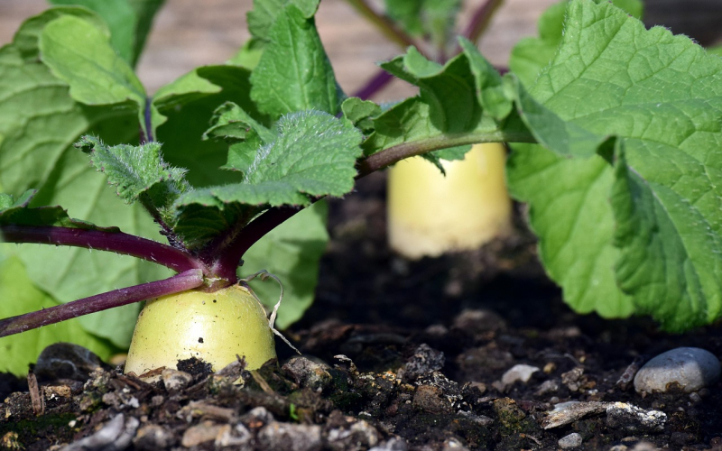 radish-3322534_1280.jpg